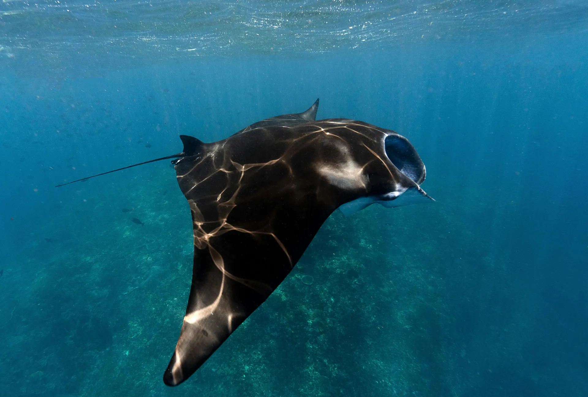 Manta ray gliding over reef